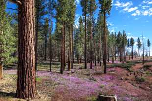 Gilia among the Jeffrey pines-2321 Gilia among the Jeffrey pines-2321
